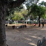 A dog park
