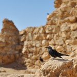 A bird :)