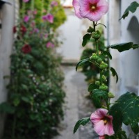 La Flotte-en- Ré