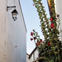 La Flotte-en- Ré