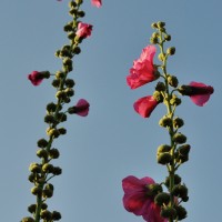 La Flotte-en- Ré