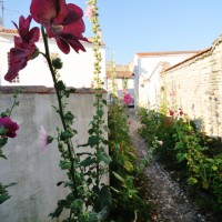 La Flotte-en- Ré