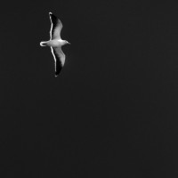 The Mouette !