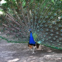 Jardins de la Pépinière - Nancy