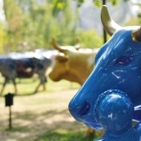 La Cow Parade
