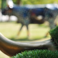 La Cow Parade