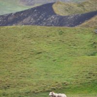 Pseudo-cratères à Skutustadir - Islande