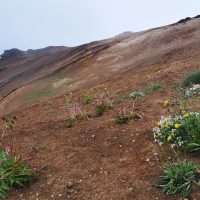Namafjall- Islande